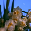 春へのいざない（４）