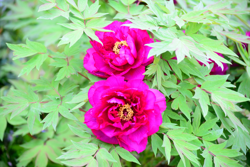 団地の花壇