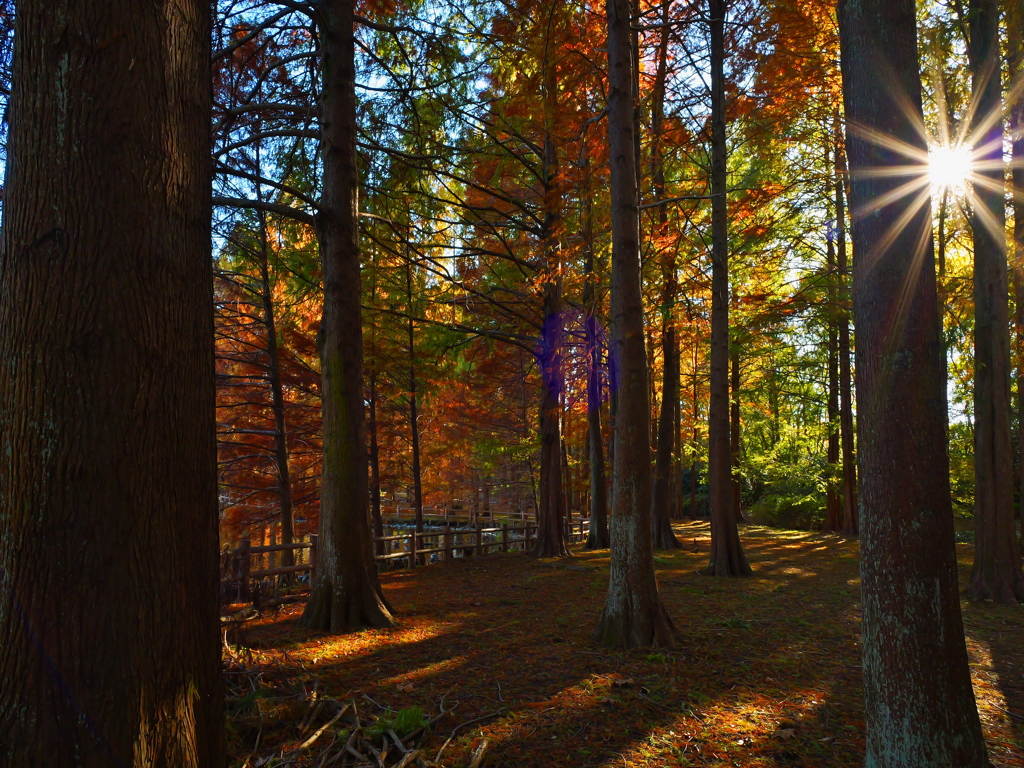Autumn forest and rays of light