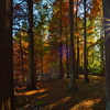 Autumn forest and rays of light