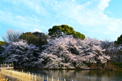 湖岸の桜