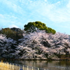 湖岸の桜
