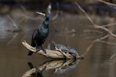 邪魔なんだけど