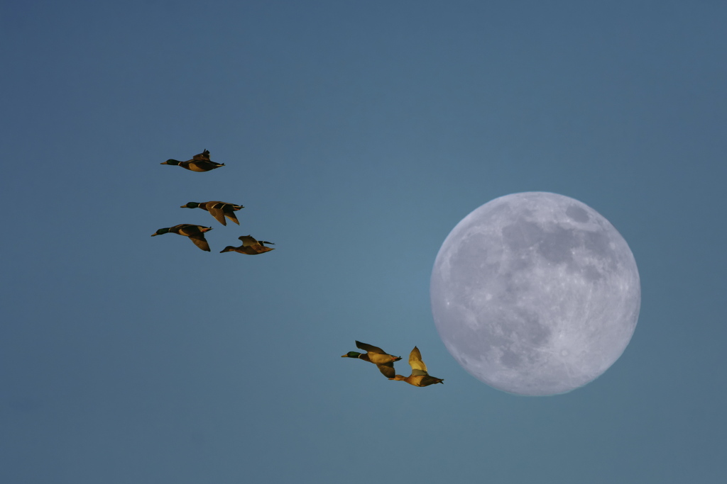 月に鴨