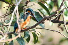 The kingfisher is looking for prey...2