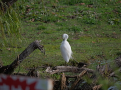 Camera test with a white heron（2）