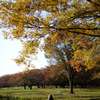 Reading in the autumn dusk