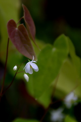 梅花碇草