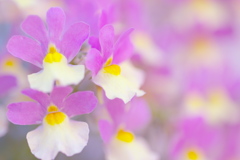 ❀メネシア❀