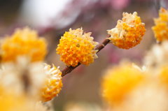 Yellow pom-poms