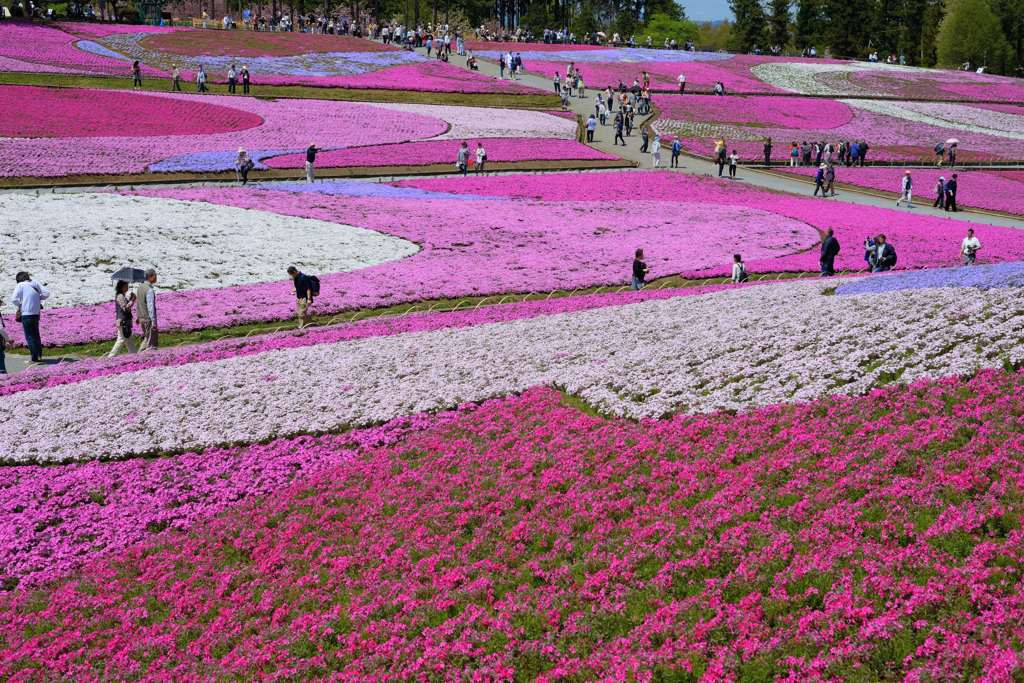 羊山公園の芝桜