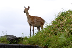 展望台で最初の遭遇
