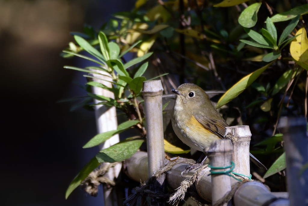 また会いに来たよ