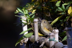 また会いに来たよ