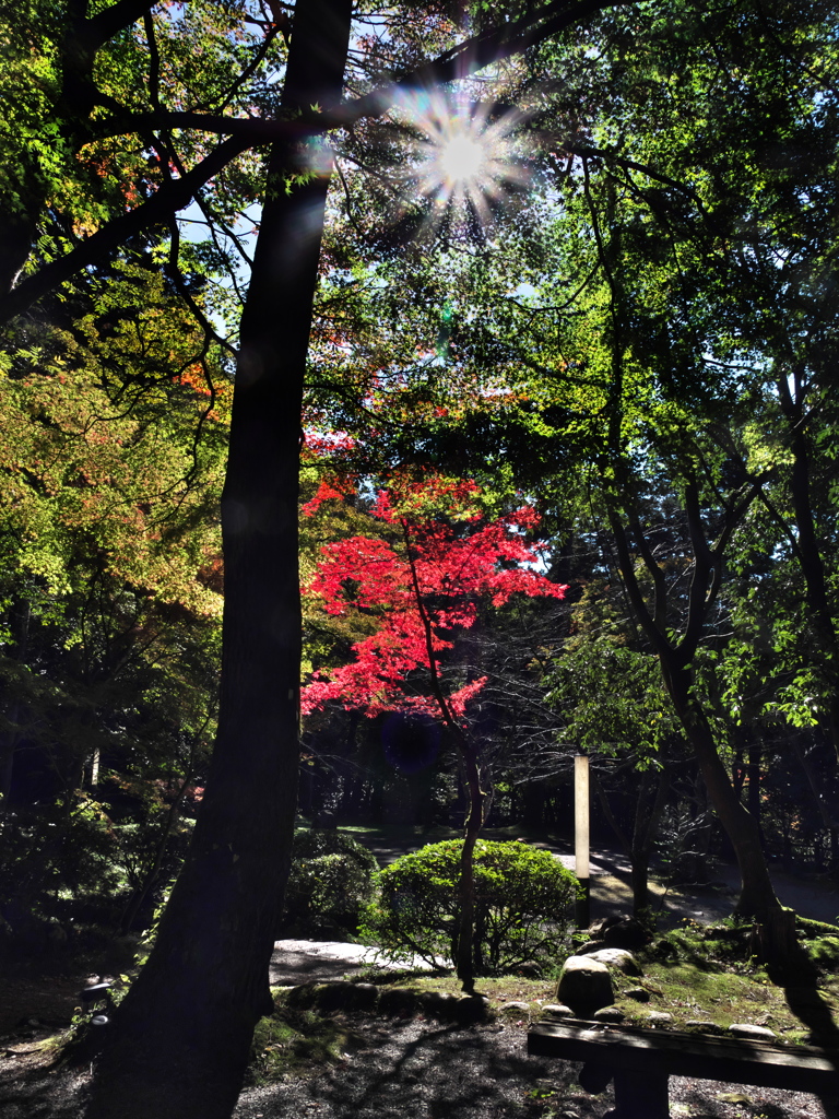 鶴仙渓遊歩道桜公園