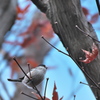 本土寺の紅葉　（ハ）