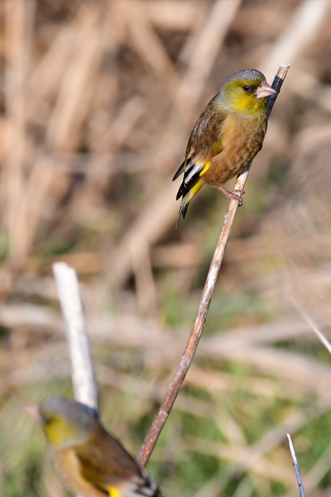 オオカワラヒワ？？