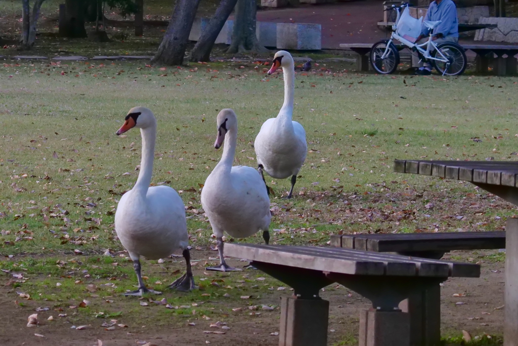 あっちで呼んでるよ