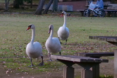 あっちで呼んでるよ