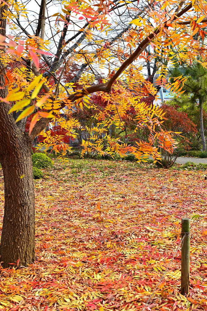 学問の木の絨毯