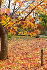 学問の木の絨毯