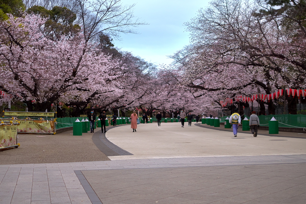 上野恩賜公園さくら道