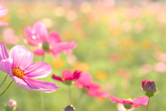 穏やかな夕刻の陽射しの下で