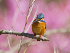 河津桜を背景に