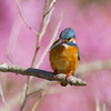 河津桜を背景に