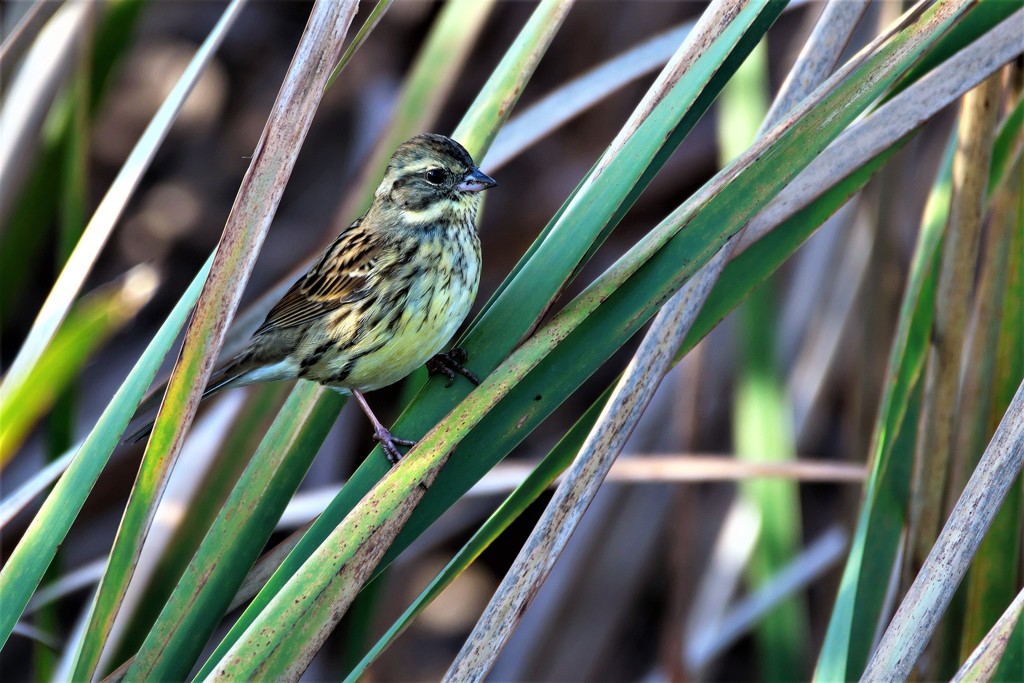 １１月⋙手賀沼の野鳥達（１）