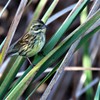 １１月⋙手賀沼の野鳥達（１）