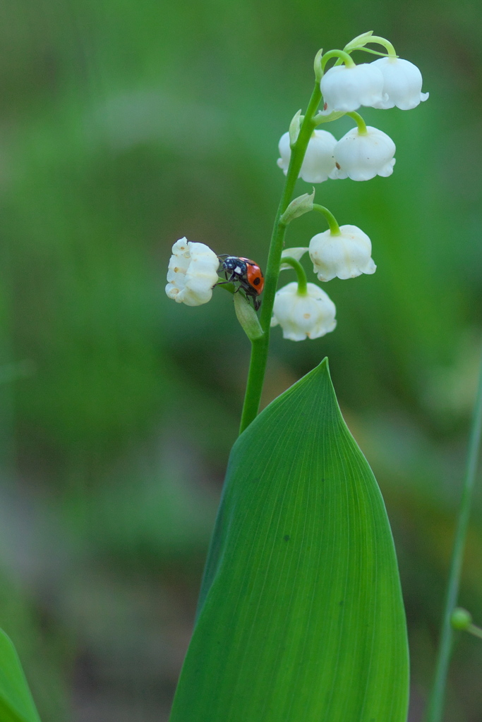 ❀スズラン❀
