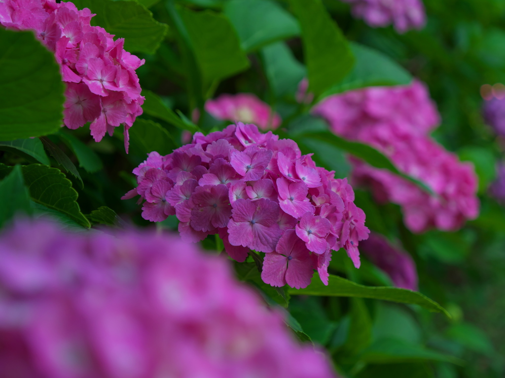 不忍池の紫陽花（２）