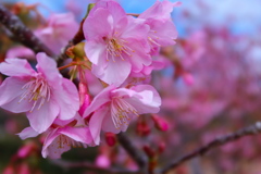 白浜の河津桜