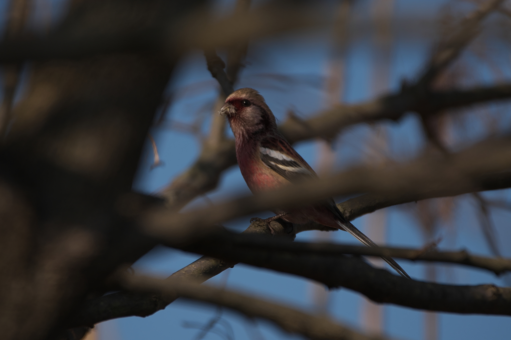 いたいたベニ君