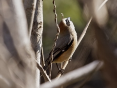 近所の小川で探鳥（１）