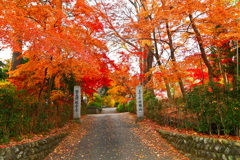 紅に染まる参道