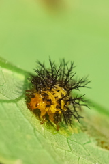 意外とカワイイかも　♡！