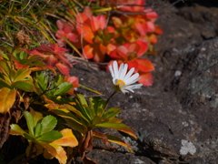 ハマギクの花