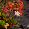 ハマギクの花