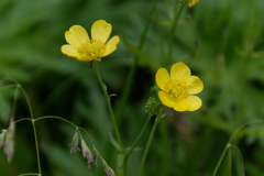 ミヤマキンポウゲ