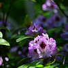 Rhododendron Sappho