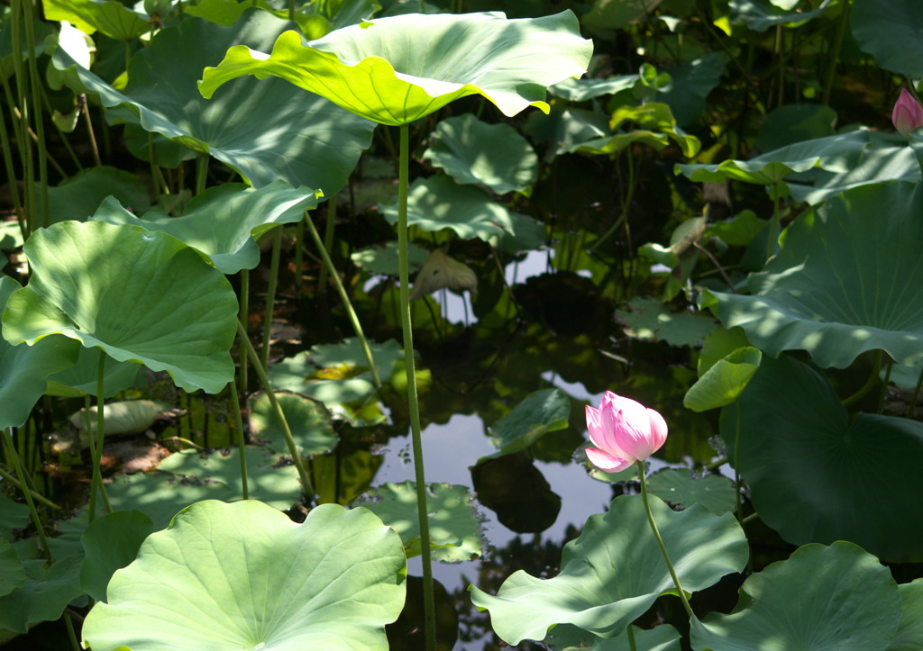 上野公園⑨