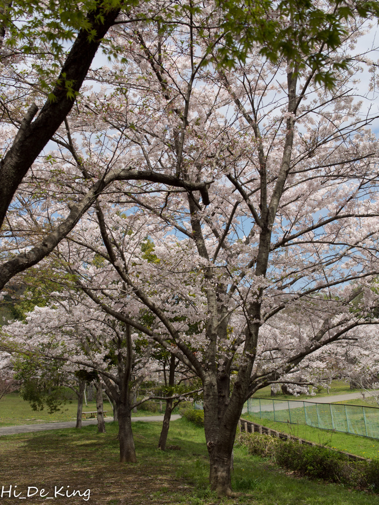 桜