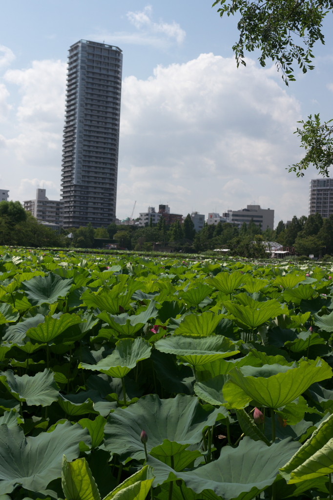上野公園⑧