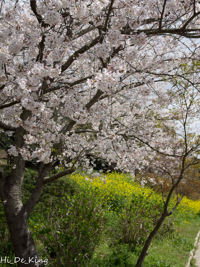 桜