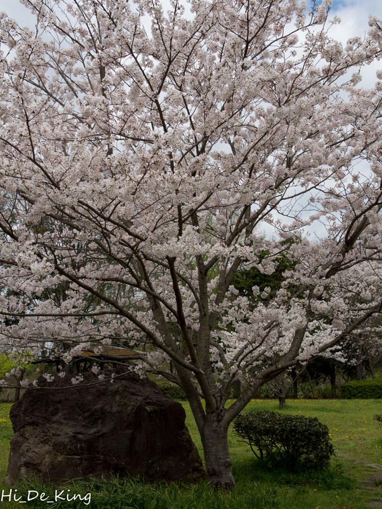 桜