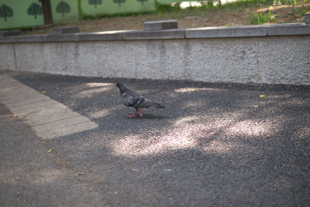 上野公園⑰