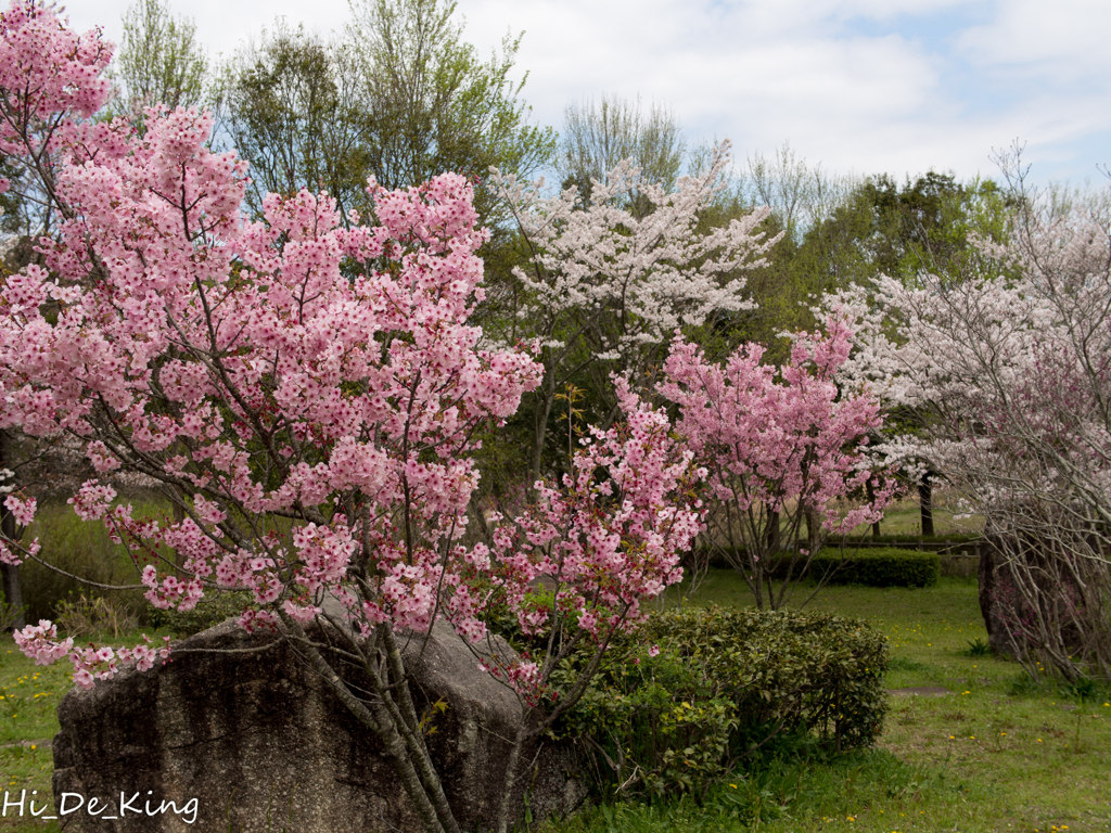 桜