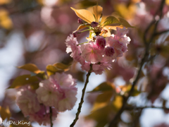 八重桜